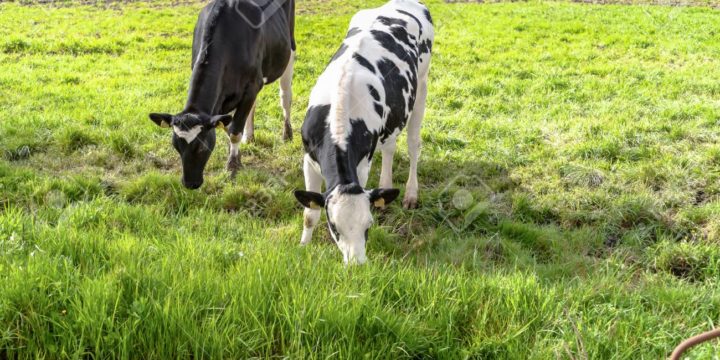 Cuáles son los principales cuidados que deben recibir vacas y reses