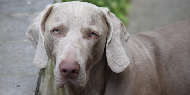 El problema del soplo en el corazón en los perros