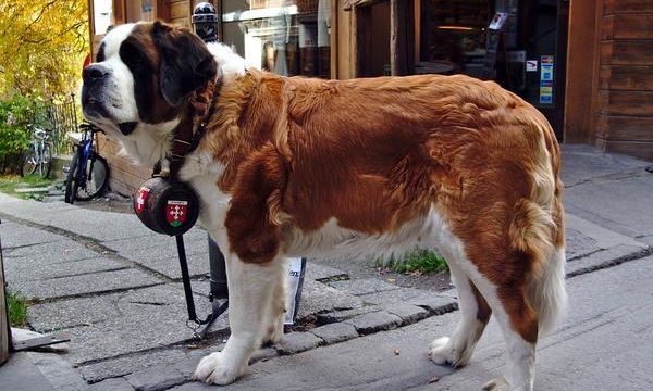 Cuidados, alimentación e higiene para los perros grandes