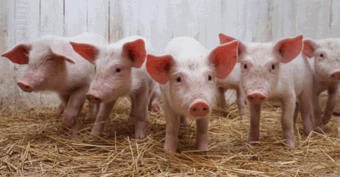 Hidratación y nutrición para los cerdos de engorda