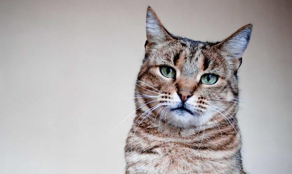 Cómo se atiende la insuficiencia renal en el gato