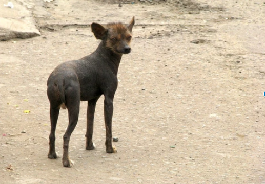 Cómo se debe cuidar a un perro sin pelo