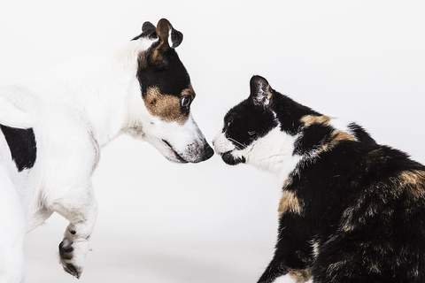 Como manifiestan el duelo los perros y gatos mascota