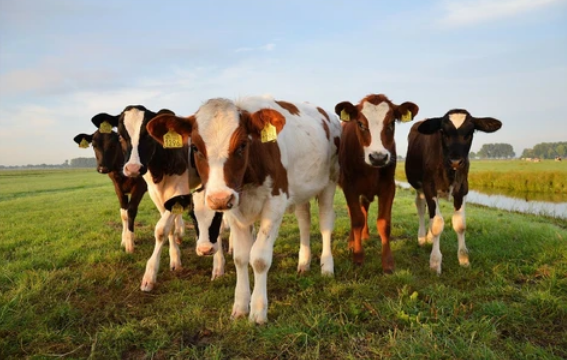Etología bovina, cría de ganado y veterinaria