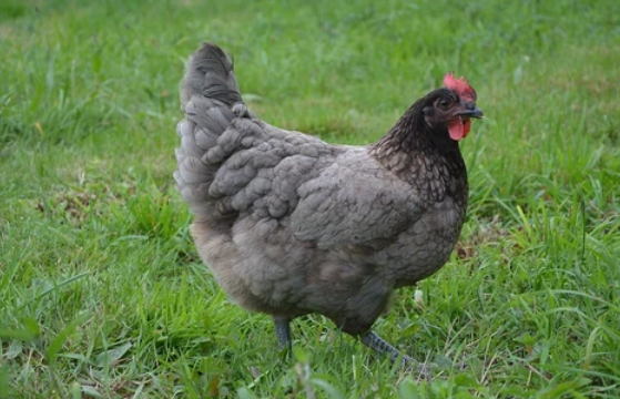 Aspectos importantes acerca de la etología en las gallinas ponedoras