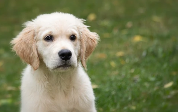 El problema de las encías negras en los perros