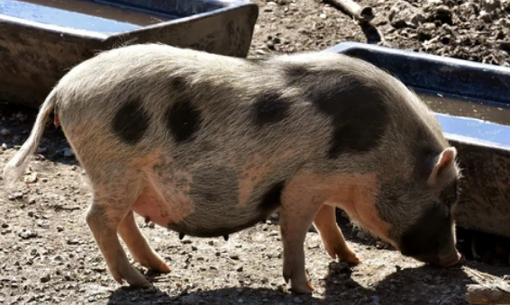 Factores que propician la aparición del síndrome del estrés porcino