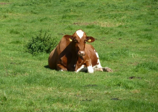 Cómo conseguir el mejor manejo de animales en granjas y criaderos