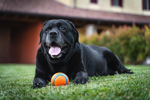 Por qué es importante que mantengas bien hidratado a tu perro