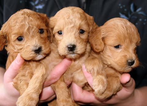 Los mejores cuidados para el perro cocker spaniel