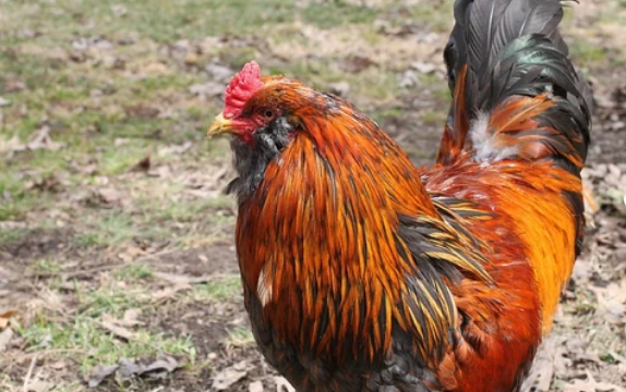 Cuidados indispensables para el gallo doméstico