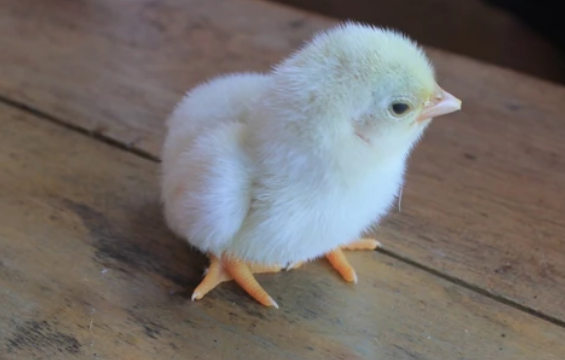 Consejos para el correcto cuidado de los pollitos en las granjas