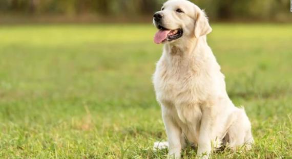 Cuidados básicos que se les debe de dar a las mascotas y animales de compañía