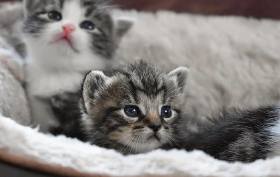 Como proteger a un gato del frío en el invierno