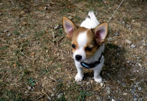 Mejores recomendaciones para el cuidado de las mascotas en el año 2021