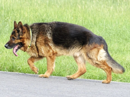 La opción de pasear a los perros sin correa