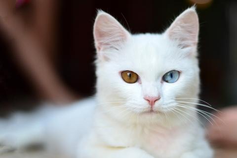 Cómo afecta la otitis a los gatos