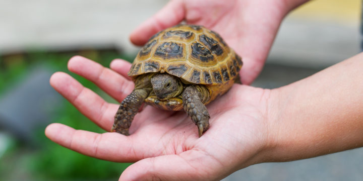 Importancia de la vitamina A para la nutrición de la tortuga