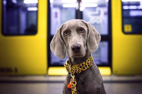 El sistema respiratorio del perro y los cuidados veterinarios