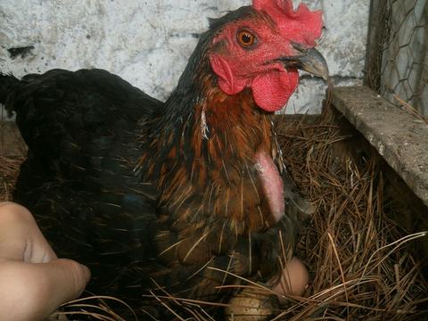 Recomendaciones para la cría y cuidado de la gallina de granja