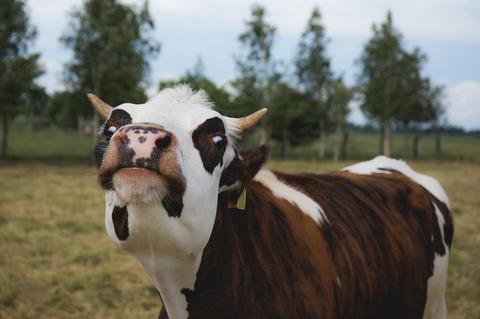 El problema de la pasteurelosis en los bovinos
