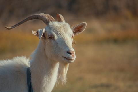 Los mejores consejos para cuidar a las cabras