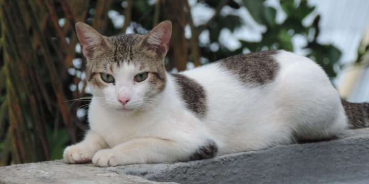 Importancia del lenguaje corporal para el cuidado del gato