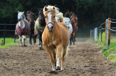 Higiene y cuidados indispensables para el caballo