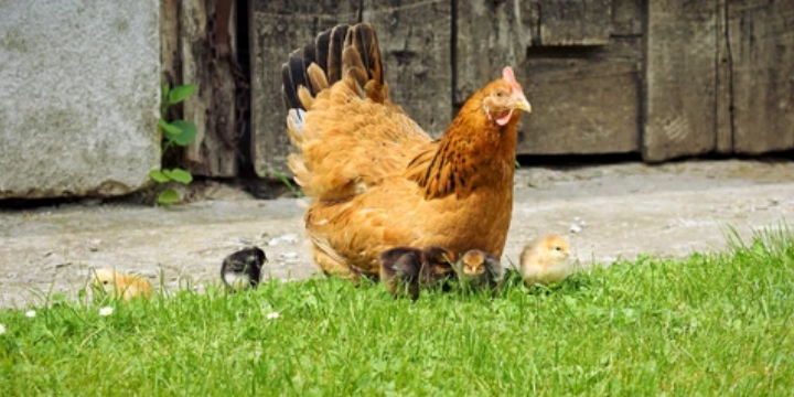 ¿Cuáles son las enfermedades más habituales en los pollos de ceba?