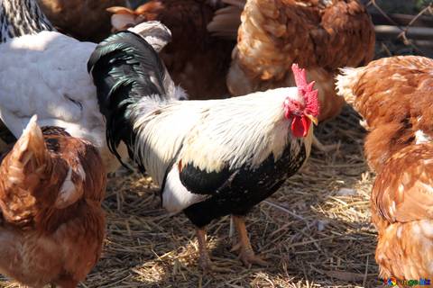 Enfermedades oculares frecuentes en las aves de corral