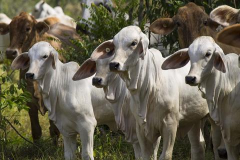 Los mejores cuidados para las vacas preñadas