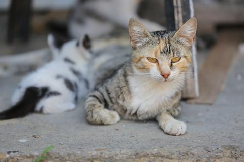 Cómo mejorar los cuidados del gato en el hogar