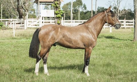 Cómo se comunican los caballos en granjas y criaderos