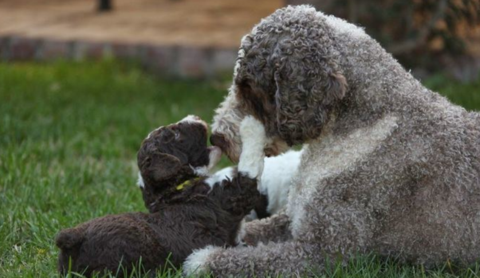 Los mejores cuidados para el perro de aguas