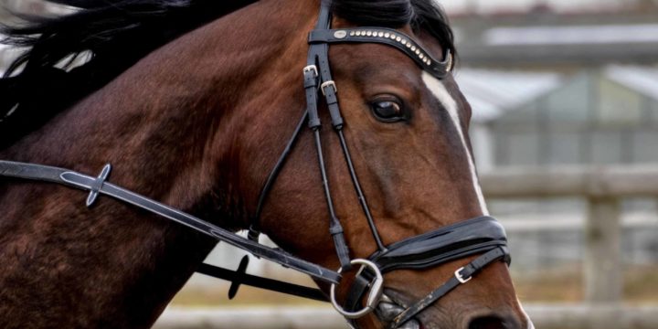 Conoce cuáles son las enfermedades más graves del caballo