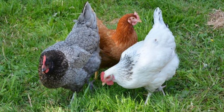 El problema del ácaro rojo en las gallinas