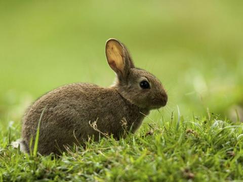 Como reconocer que un conejo se encuentra enfermo