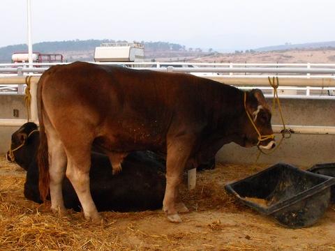 El problema de la tuberculosis en el ganado bovino