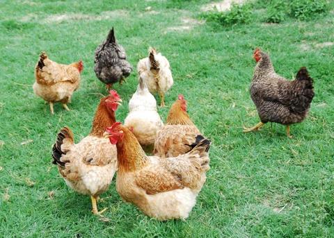 Cuáles son las enfermedades de las aves que se transmiten a las personas