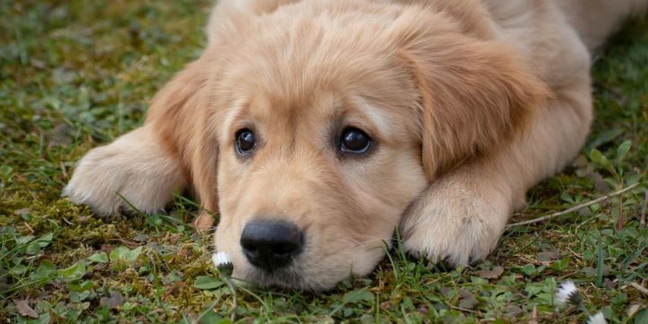 El perro como animal de compañía