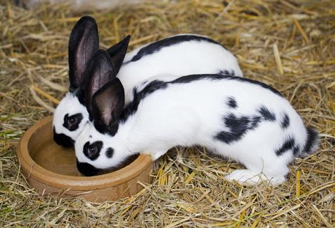 El problema de la diarrea en los conejos