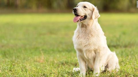 El problema del raquitismo en los perros