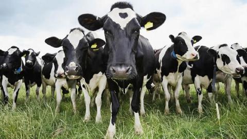 Cuáles son algunas de las principales enfermedades metabólicas de las vacas