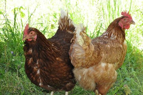 Infecciones paratíficas en las aves de corral