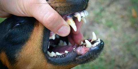 Cuidados dentales para los perros mascota