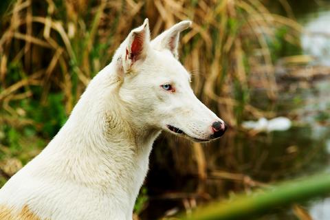 Cómo se atiende el moquillo en los canes