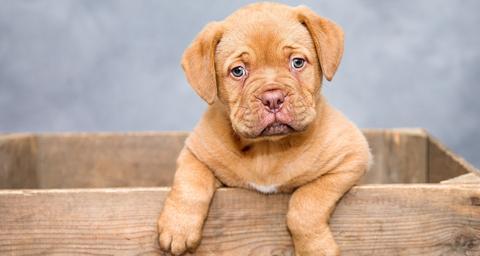 Consejos para cuidar una mascota respetando al medioambiente