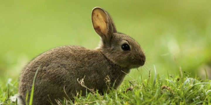 Por qué mi conejo se queda inmóvil aunque respira