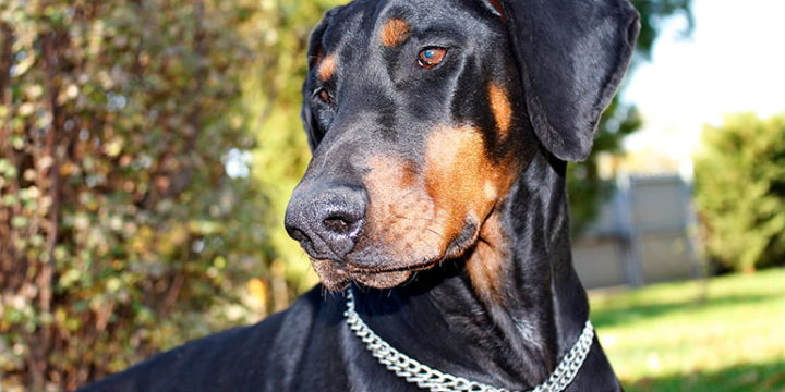 Principales enfermedades de los perros dóberman