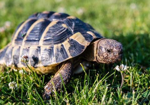 Qué hago si mi tortuga mascota no quiere comer